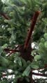 Новогоднее дерево "Сосна Экстра" более 8 м