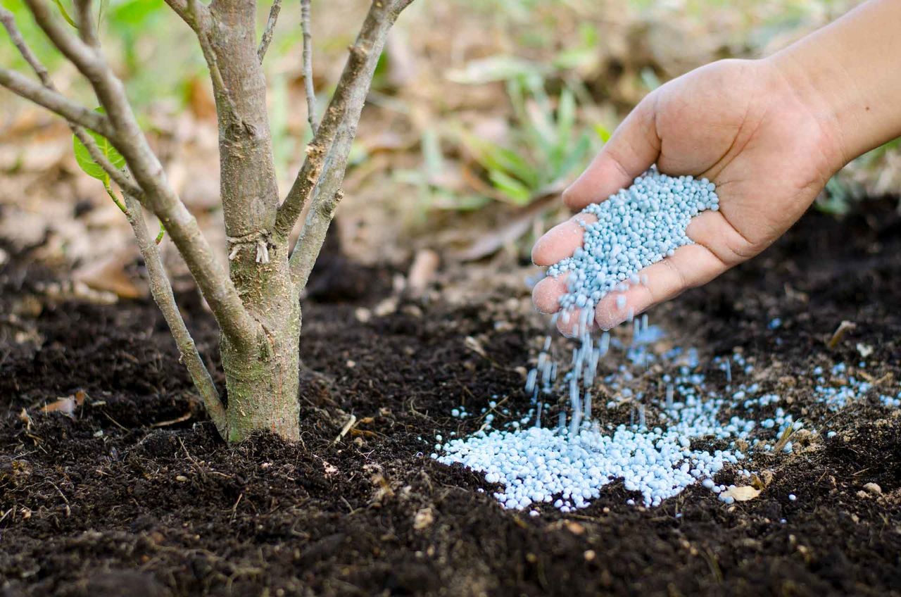 fertilizer-plant-soil