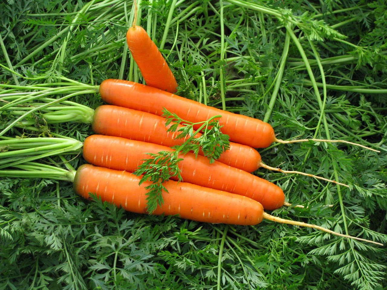 Морковь Долянка 3