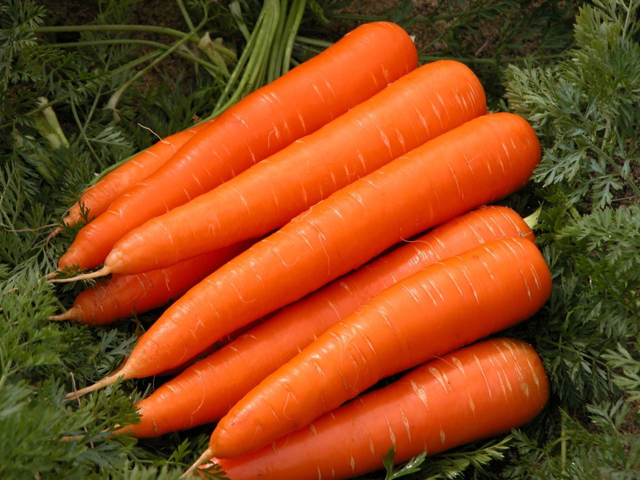 морковь ванда 4