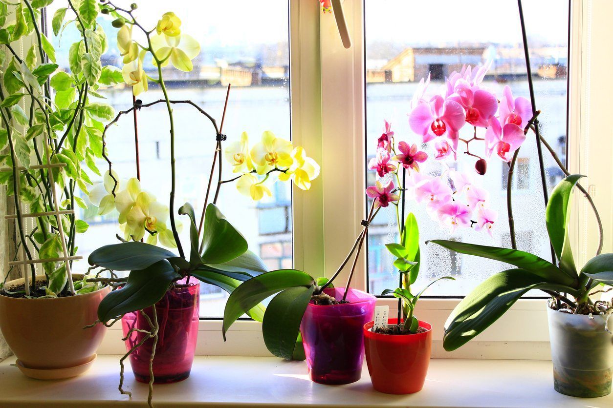 orchid-pots