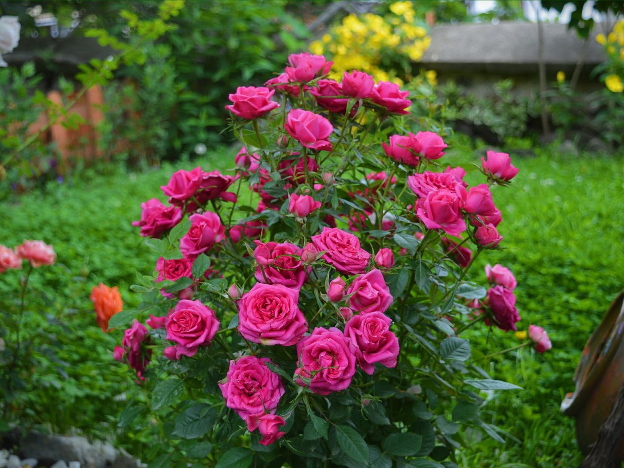 Pink-roses-garden-flowers_2560x1920
