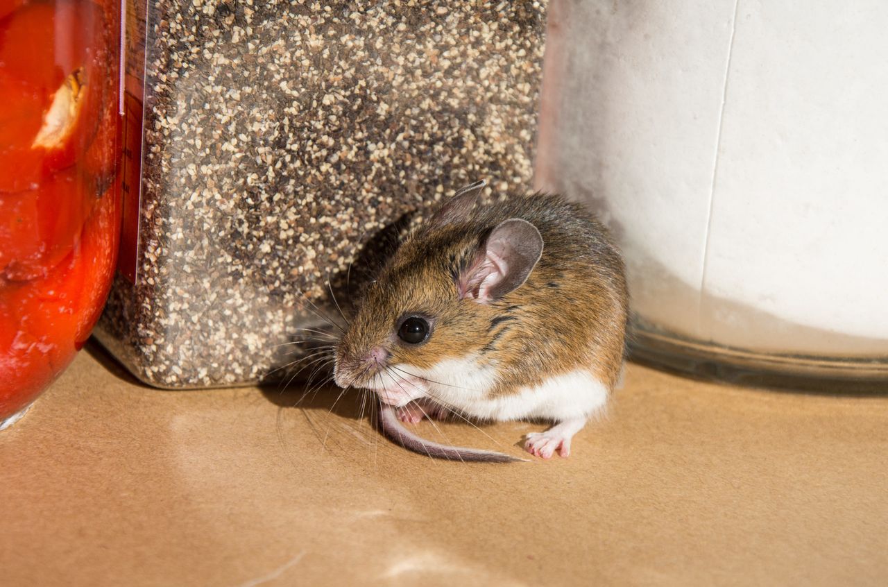 пример мышей