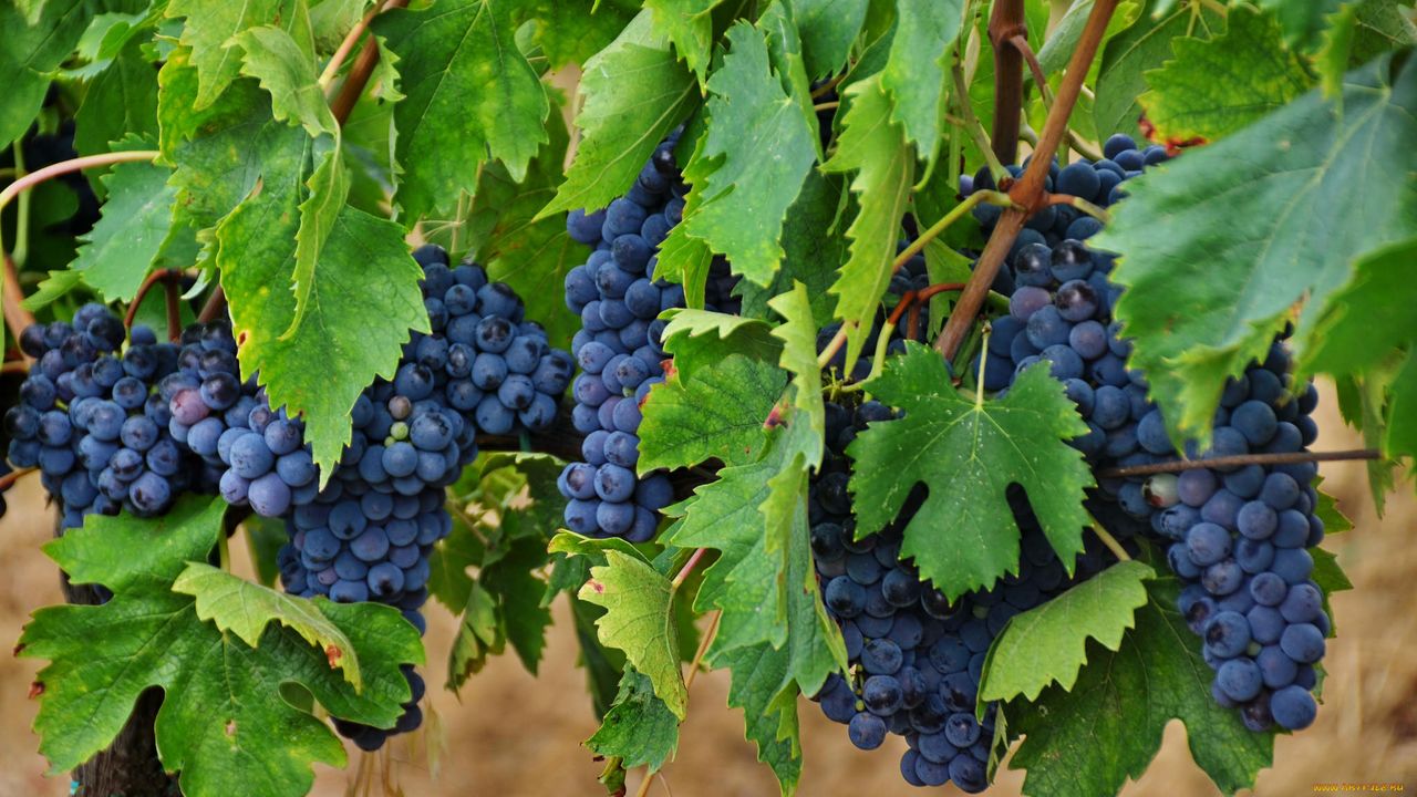 пример виноград
