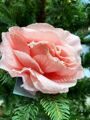 Цветок новогодний "Чайная роза"