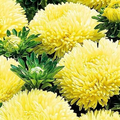 астра баллон желтый 2