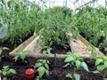 Капельный полив ЖУК от емкости с таймером, 30 растений