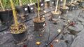 Капельный полив "ЖУК" от водопровода с таймером, 30 растений