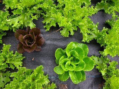 lettuce-3623887_1280