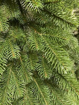 гирлянда еловая мелони 3