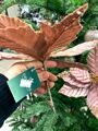 Цветок новогодний "Пуансеттия классическая"