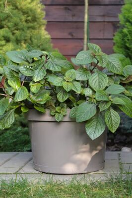 горшок фикус мокко