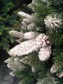 Сосна "Рапсодия" заснеженная 2.5м