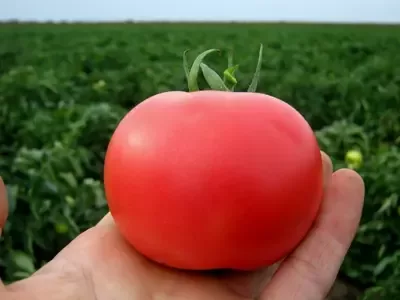 томат пинк буш пример (1)
