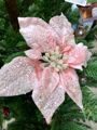 Цветок новогодний "Пуансеттия розовая"