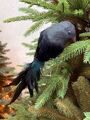 Птичка с черно-зеленым хвостом 45 см