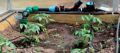 Капельный полив "ЖУК" от водопровода с таймером, 60 растений